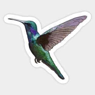 Green Violetear Hummingbird Detailed Illustration Sticker